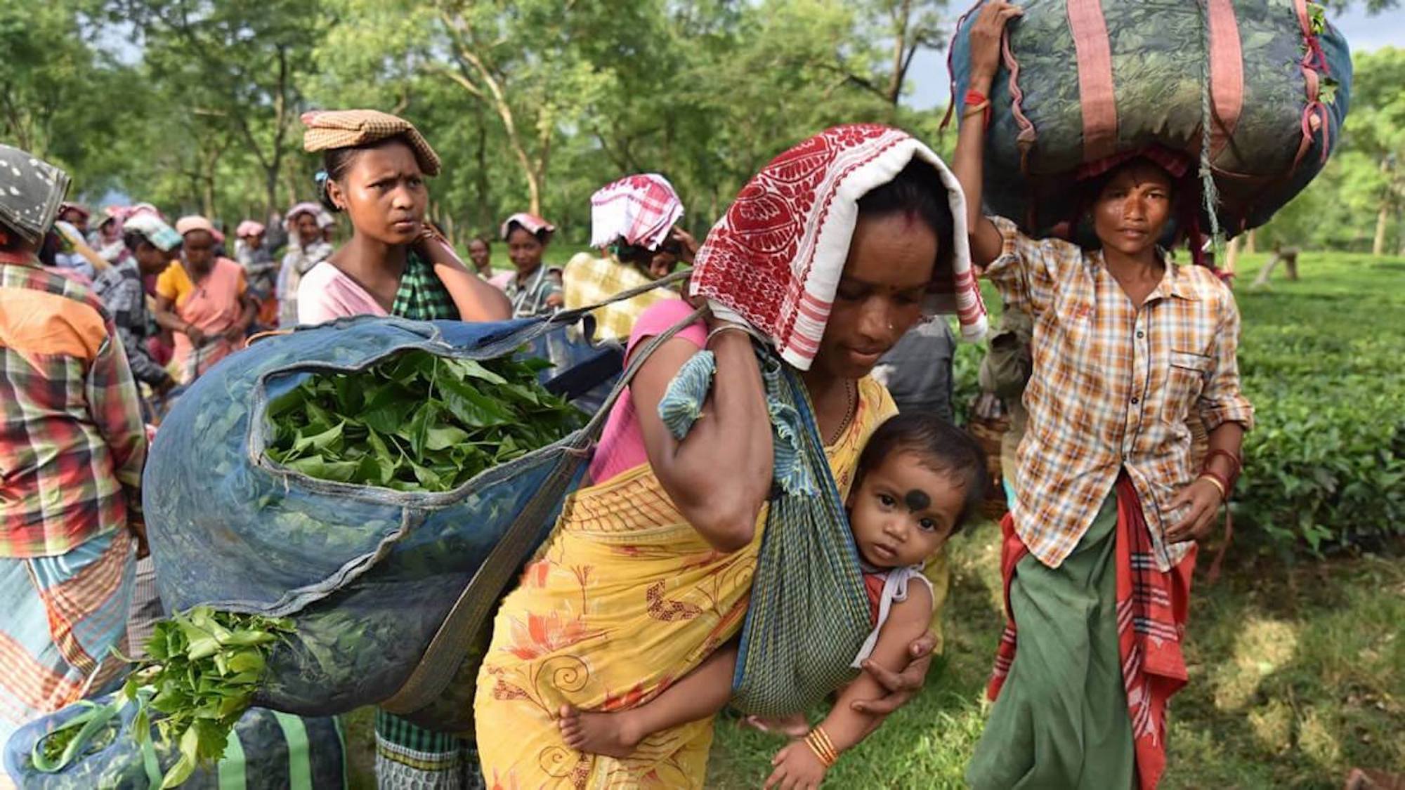 インドのアッサム州の茶園労働者の女性たち